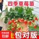 草莓苗四季奶油草莓苗種植盆栽陽(yáng)臺(tái)庭院地栽當(dāng)年結(jié)果南方北方種植 四季草莓 【特別推薦4盆裝】