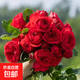 【果汁陽臺月季】大苗玫瑰花苗盆栽大花歐月濃香陽臺庭院帶花苞 紅蘋果【帶花苞】 大苗【開花爆滿】