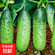 【高產(chǎn)】滿(mǎn)地爬黃瓜種子水果小青瓜苗帶土幼苗秧苗種苗壽光老品種 銀輝爬滿(mǎn)地黃瓜種子50粒8袋