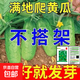 水果黃瓜新種上市生吃四季水果種籽蔬菜種子新品種陽(yáng)臺種植 摘不敗滿(mǎn)地趴黃瓜約50粒1包