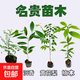 正宗海南黃花梨苗楠木苗小葉紫檀苗沉香苗四大名木花卉盆栽地栽 沉香+黃花梨+紫檀+楠木各1顆 地徑0.3-0.7粗不含盆送肥料