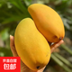 新鮮金煌芒果整箱批發(fā)生鮮應(yīng)季 5斤裝帶箱