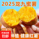 現(xiàn)挖沙地蜜薯紅薯新鮮農(nóng)家糖心番薯烤地瓜軟糯批發(fā)黃心包郵 沙地蜜薯2斤裝中大果