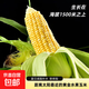 新鮮水果玉米云南高山甜玉米（脆嫩爆汁)新鮮蔬菜300g起/根 5斤凈重  5-7根