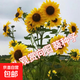 多頭向日葵種子觀(guān)賞四季易種開(kāi)花庭院室內陽(yáng)臺盆栽太陽(yáng)花花卉種籽 多頭向日葵種子 一包約50粒