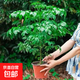 幸福樹平安樹綠植花卉小盆栽室內客廳辦公室四季常青植物凈化空氣 精品：大幸福樹獨桿40-60高