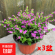 滿天星盆栽室內(nèi)陽臺(tái)庭院好養(yǎng)花卉植物盆栽四季開花不斷帶花苞發(fā)貨 大葉-滿天星【3盆】原盆原土