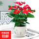 紅掌盆栽白粉掌一帆風(fēng)順帶花特大號(hào)花卉室內(nèi)客廳面水培植物好養(yǎng) 大紅掌-郁金香約30cm 帶盆栽好