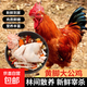 散養(yǎng)土雞大公雞 農(nóng)家大公雞走地雞新鮮冷凍整只雞肉生鮮 2只（共9斤）