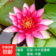 睡蓮根塊水培植物四季水養(yǎng)荷花水蓮花盆栽花卉水池塘大睡蓮種根 大睡蓮（紅色） 3個根塊（多買便宜）