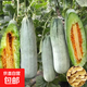 甜瓜羊角蜜種子薄皮羊角酥苗秧超甜香瓜大全水果籽春季 銀輝羊角蜜種子30?！举I(mǎi)一送一】