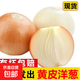 新鮮黃洋蔥黃金水果洋蔥即食蔬菜調(diào)料燒烤食材 新鮮黃洋蔥 500g 含箱