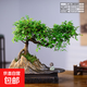 自然空間造型飄枝榆樹(shù)盆栽老樁室內綠植客廳書(shū)房桌面陽(yáng)臺榔榆?chē)L(fēng) 手工金山飄枝榆樹(shù)+小和尚+250長(cháng)