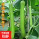 厚肉長(cháng)瓠子瓜早熟柔嫩蒲瓜種子籽孑葫蘆瓜圓瓠味香甜蔬菜瓜果四季 香嫰瓠子瓜種子 一包約10粒