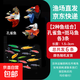 小型觀(guān)賞魚(yú)孔雀魚(yú)米奇魚(yú)斑馬魚(yú)白云金絲金苔鼠魚(yú)小型熱帶魚(yú)活體魚(yú) 孔雀魚(yú)+斑馬魚(yú)各3條