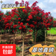 紫薇樹苗紅火箭天鵝絨庭院四季盆栽綠化工程百日紅室外綠植耐寒 紅色紫薇【帶土球發(fā)貨】 4厘米粗中苗一顆【有分叉造型】