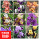 混色鳶尾花苗露天陽臺盆栽地栽花卉綠化苗木南方北方種植耐寒耐熱 混色鳶尾苗 5顆