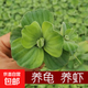 芙蓉蓮水芙蓉水培水生植物大藻水蓮水草浮萍凈化水質(zhì)魚蝦龜缸造景 精選水芙蓉12顆 5-8cm直徑