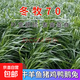 進(jìn)口牧草種子多年生黑麥草魚草喂養(yǎng)雞鴨鵝豬牛羊種籽 【耐寒耐旱】冬牧70黑麥草 500克（更實(shí)惠）