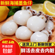 墨魚仔 火鍋 爆炒必備 餐桌必上 新鮮海兔小八爪魚墨魚仔撈飯 1斤