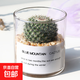 多肉植物仙人掌盆栽室內肉肉仙人球小盆栽開(kāi)花可愛(ài)桌面綠植 玉翁+玻璃盆+黃金砂+營(yíng)養土 含盆