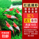 觀賞蝦水晶蝦米蝦淡水除藻清潔工具蝦彩色小蝦極火蝦櫻花蝦耐活體 紅琉璃蝦10只含備損1-1.6cm 除藻清潔工具蝦彩色小蝦
