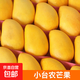 新鮮小臺農芒果 現摘當季熱帶特產(chǎn)小臺芒水果整箱 小臺農芒果3斤單果70g+