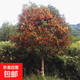 原生桂花樹(shù)苗地栽大型八月金桂丹桂四季桂品種庭院風(fēng)景樹(shù)好養易活 丹桂 樹(shù)狀帶土球【6cm粗1.8米高】
