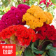 【當季新種】雞冠花種子四季種易活冠狀雞冠花種子羽狀雞冠花庭院 冠狀雞冠花種子/包約1000粒 1包