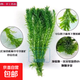 印尚紅淡水水草綠植物魚(yú)缸裝飾新手懶人真水草凈化水質(zhì)耐養蜈蚣草 蜈蚣草30支