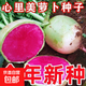 心里美蘿卜種子種籽春秋四季播盆栽紅心水果蘿卜種子蔬菜種籽孑 心里美蘿卜種子 1包約300粒
