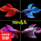 好養易活漂亮進(jìn)口寵物泰國斗魚(yú)活體觀(guān)賞魚(yú)淡水熱帶魚(yú)小型半月活魚(yú) 精品馬尾公1條