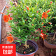 石榴花盆栽觀賞石榴樹老樁帶果室內(nèi)客廳綠植四季好養(yǎng)易活植物花卉 4年爆盆精棵