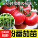 蔬菜苗幼苗四季種易活西紅柿苗盆栽地栽番茄苗圣女果苗陽(yáng)臺種植 大番茄苗6苗