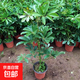 鴨腳木盆栽綠植客廳大型八方來財鴨掌木花卉室內(nèi)七葉蓮鵝掌柴植物 40-50厘米高【1顆】原盆原土