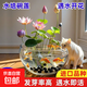 碗蓮種七彩五顏六色水培花卉水養(yǎng)四季蓮花荷花種蓮藕綠植水培蓮子 開口/混色 20粒+生根粉