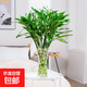 富貴竹水培植物盆栽綠植室內花客廳水養轉運觀(guān)音竹一帆風(fēng)順節節高 富貴竹【60-70厘米10棵】+營(yíng)養液