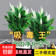 【熱銷款】白掌一帆風(fēng)順盆栽水培植物室內(nèi)花綠植紅掌發(fā)財樹吸甲醛 【店主推薦】特級白掌6-8株帶花+早安盆+營養(yǎng)液