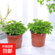 幼兒園植物小盆栽含羞草盆栽室內(nèi)趣味花卉四季害羞草陽臺植物學校 10cm左右含羞草X2【原土原盆】+肥料 含盆