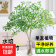 南天竹盆栽水養(yǎng)室內(nèi)耐寒南天竹水培懶人水培植物花卉市場 南天竹40-50厘米1株（不含盆）