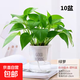 特價(jià)綠蘿盆栽室內客廳辦公室吸甲醛凈化空氣水培植物綠植花卉好養 【陽(yáng)臺養眼10盆】綠蘿+早安吸水盆 整體含盆高度20-25cm