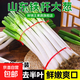 山東大蔥新鮮9斤裝甜蔥鐵桿大蔥非章丘長(zhǎng)白毛蔥蘸醬嫩蔥飯店批發(fā) 鐵桿大蔥【帶臟皮去半葉】 1斤