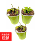 捕蠅草植物食蟲草捕蚊蟲兒童學(xué)習(xí)植物盆栽驅(qū)蟲植物新款套餐食人花 捕蠅草3盆【大苗】種植好發(fā)貨
