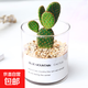 多肉植物仙人掌盆栽室內肉肉仙人球小盆栽開(kāi)花可愛(ài)桌面綠植 紅毛掌+玻璃盆+黃金砂+營(yíng)養土 含盆