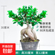 金錢榕樹盆景室內(nèi)外大型綠植盆栽老樁S型小葉人參榕包成活常青 精選中號(hào)榕樹（30cm高）