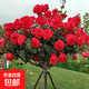 樹(shù)樁月季花苗濃香大花庭院陽(yáng)臺盆栽地栽月季花玫瑰花樹(shù)苗 狀元紅樹(shù)狀月季2厘米粗