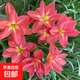 風(fēng)雨蘭大種球重瓣四季開(kāi)花濃香蔥蘭韭蘭石蒜盆栽陽(yáng)臺庭院花卉綠植 風(fēng)雨蘭種球（拉風(fēng)） 50個(gè)球直徑1-2cm（多買(mǎi)超便宜）