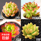 多肉植物精選圖片品種發(fā)貨照?qǐng)D辦公室室內(nèi)陽臺(tái)桌面圖片品種指定品 春萌+檸檬手指+蒂亞+黃麗+盆土