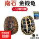 純種南石金錢(qián)苗觀(guān)賞網(wǎng)紅寵物石龜大小烏龜活體北石小青黃金龜活物 2只石金錢(qián)+100克糧 13-15厘米