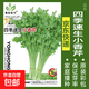 蔬菜種子四季播盆栽陽臺庭院香菜生菜菠菜蘿卜蔥簡單易種籽孑大全 四季速生小香芹約1000粒